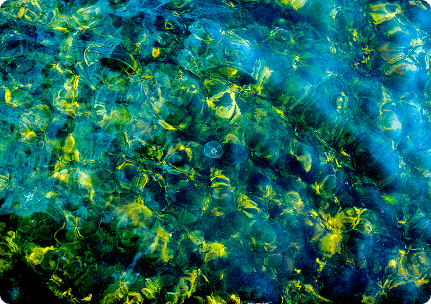 Framtidens hållbara näringskällor växer i vattnet – där alger och musslor blir naturens eget reningsverk