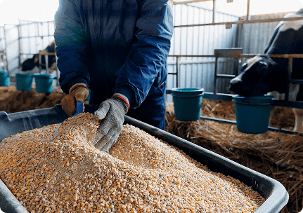 Från ”foder till ost” i norrländsk mjölkproduktion